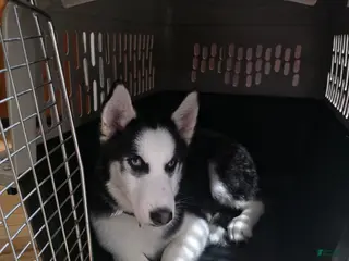 Pomsky dogs Pomsky Puppy 1 - Ad 41