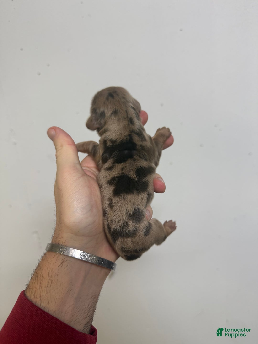 Miniature Dachshund dogs for sale: Caroline  - Ad 2