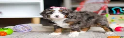 Mini Bernedoodle dogs for sale: Cali - Ad 5