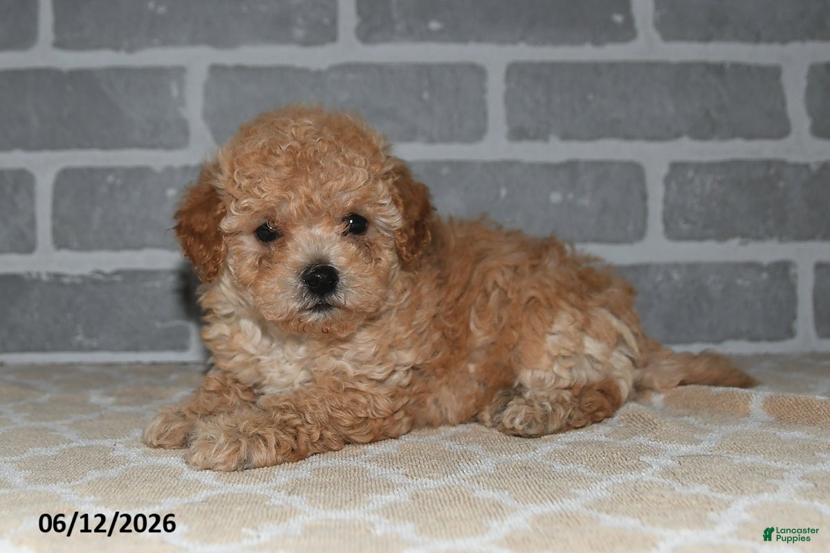 Maltipoo dogs Toby - Ad 2