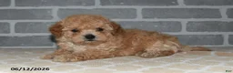 Maltipoo dogs for sale: Toby - Ad 2