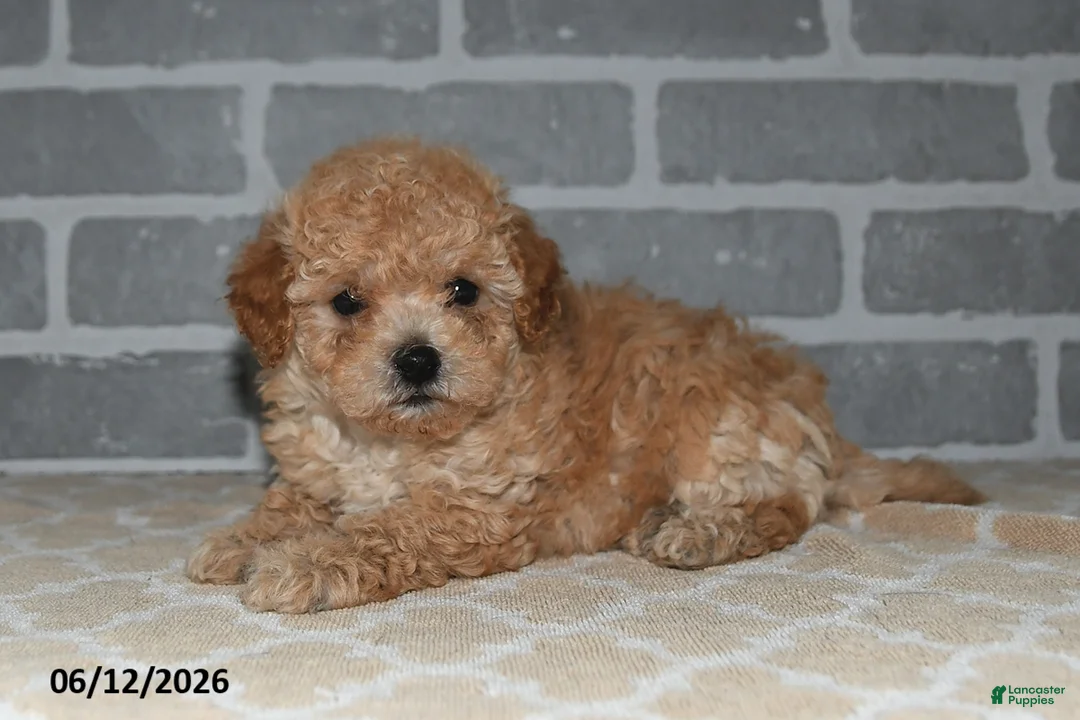 Maltipoo dogs for sale: Toby - Ad 2