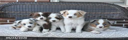 Miniature Australian Shepherd dogs for sale: River - Ad 5