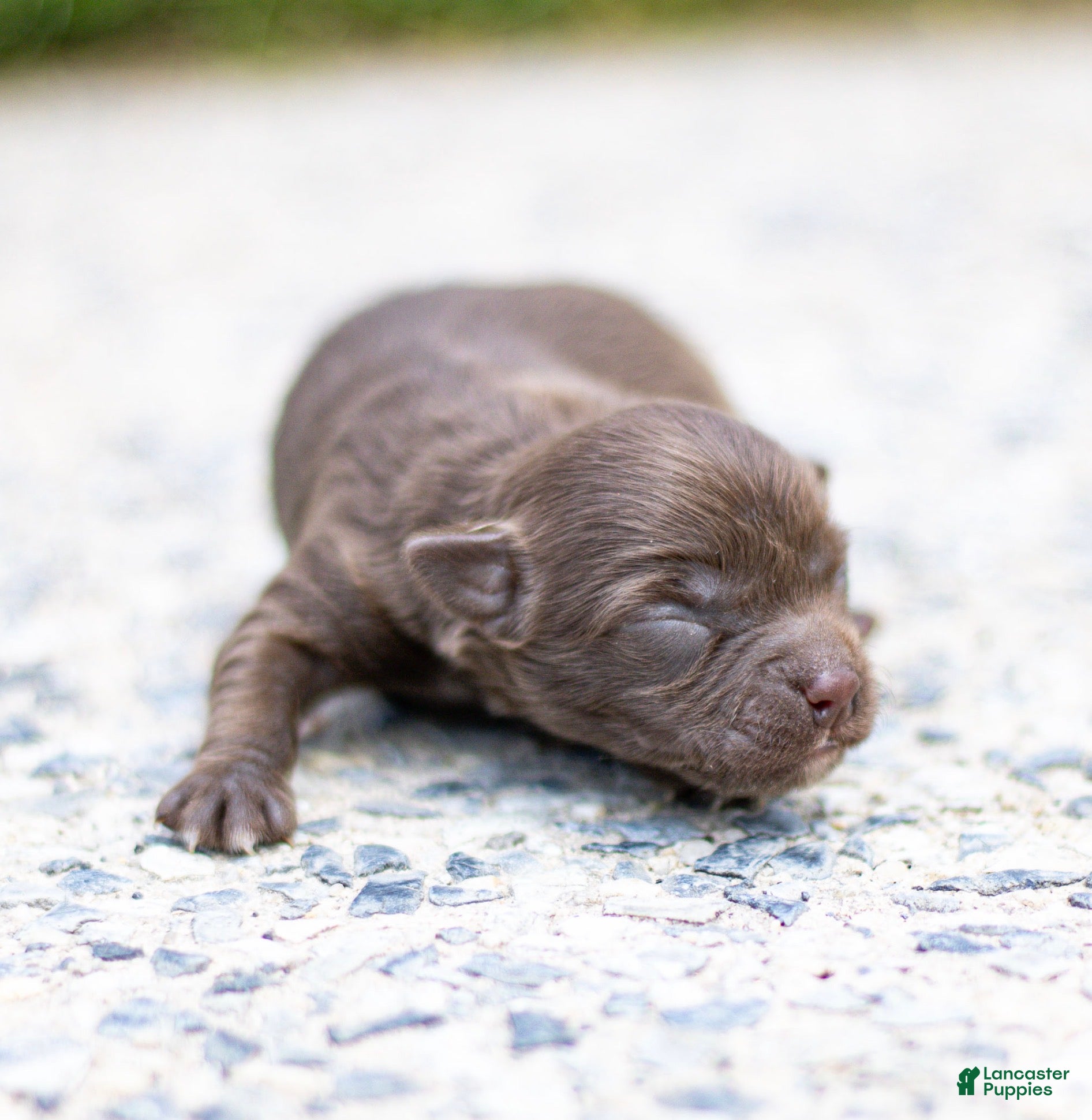 Chihuahua dogs Jolene Chihuahua Puppy  - Ad 2