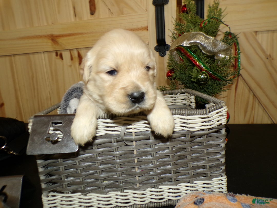 Golden Retriever dogs for sale: Golden Retriever Puppy 2 Rosanne - Ad 2