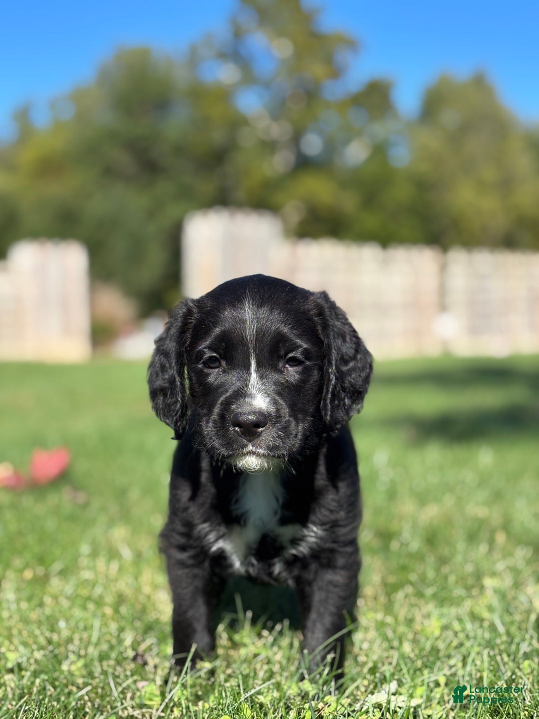 Mixed Breed dogs for sale: Finn - Ad 2