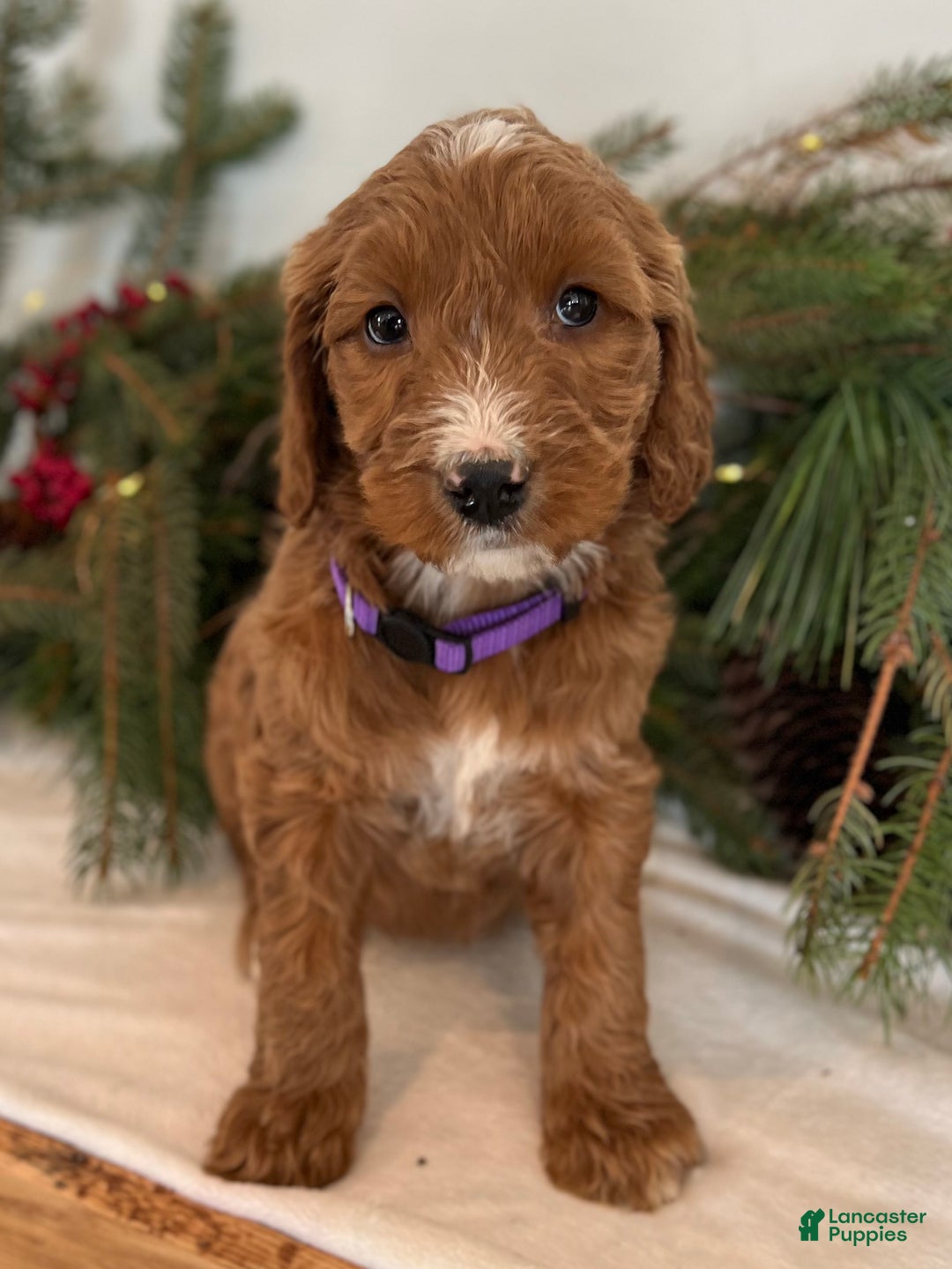 Irish Doodle dogs for sale: Aspen - Ad 9