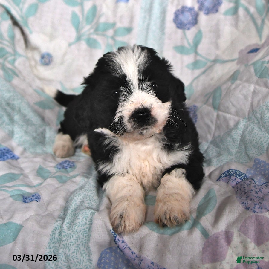 Mini Aussiedoodle dogs Nacho - Ad 1