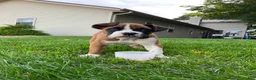 Boxer dogs for sale: Champ - Ad 4