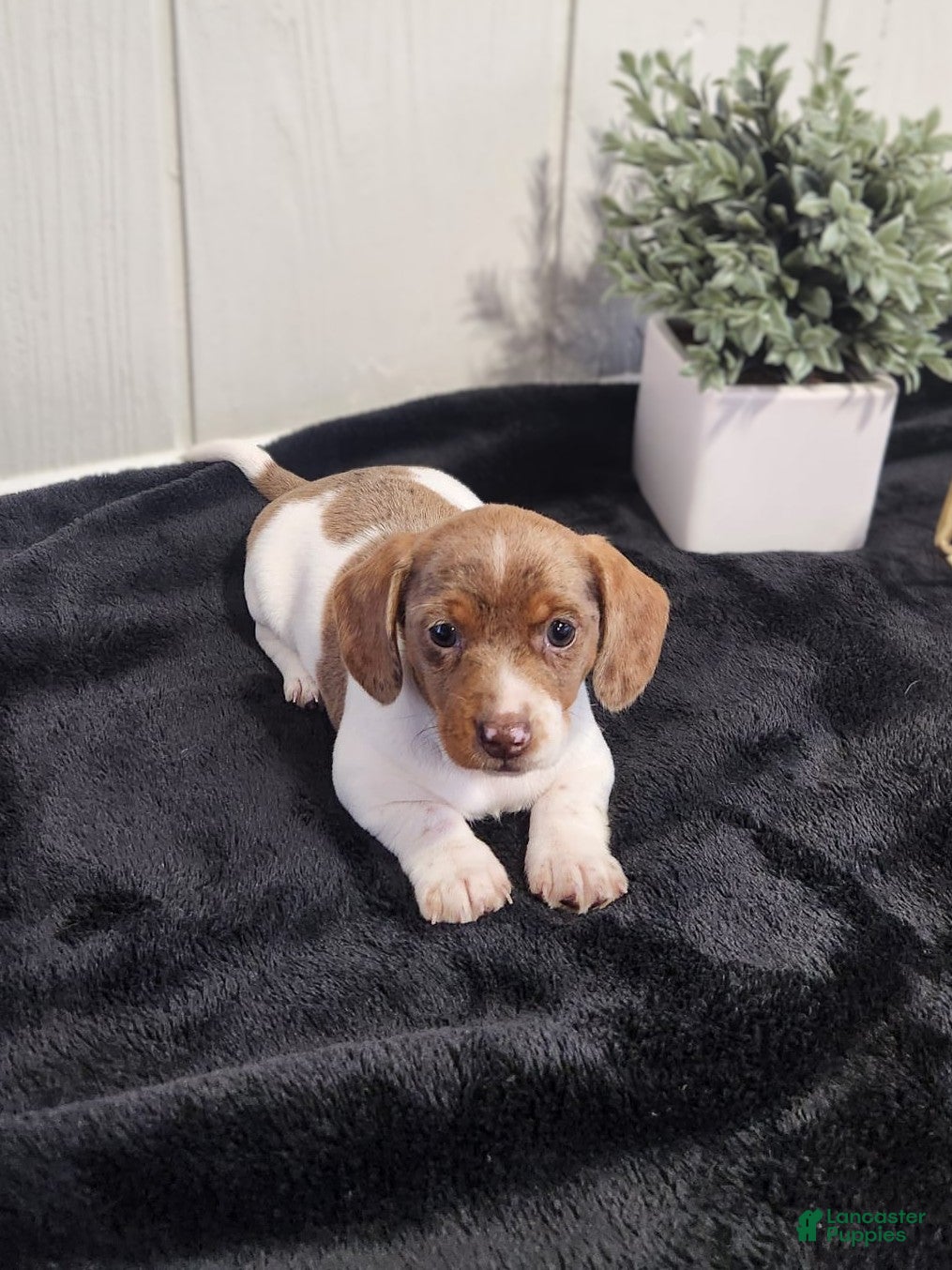 Dachshund dogs Sage- Miniature Dachshund  - Ad 2