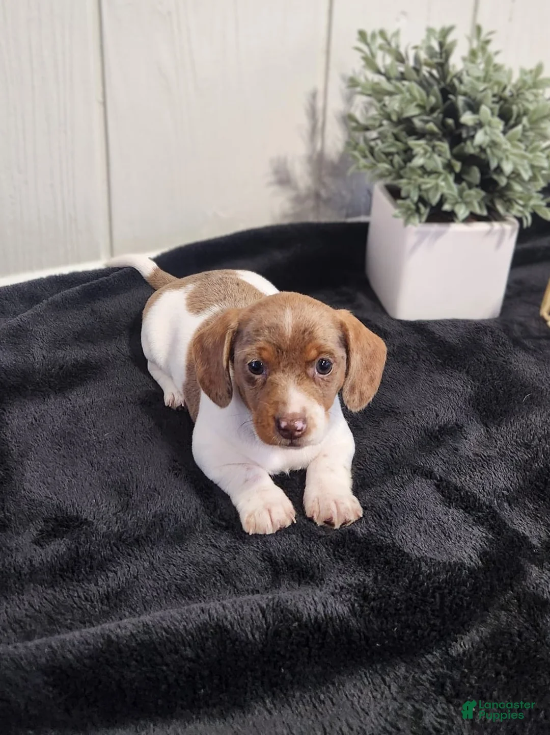 Dachshund dogs for sale: Sage - Ad 2