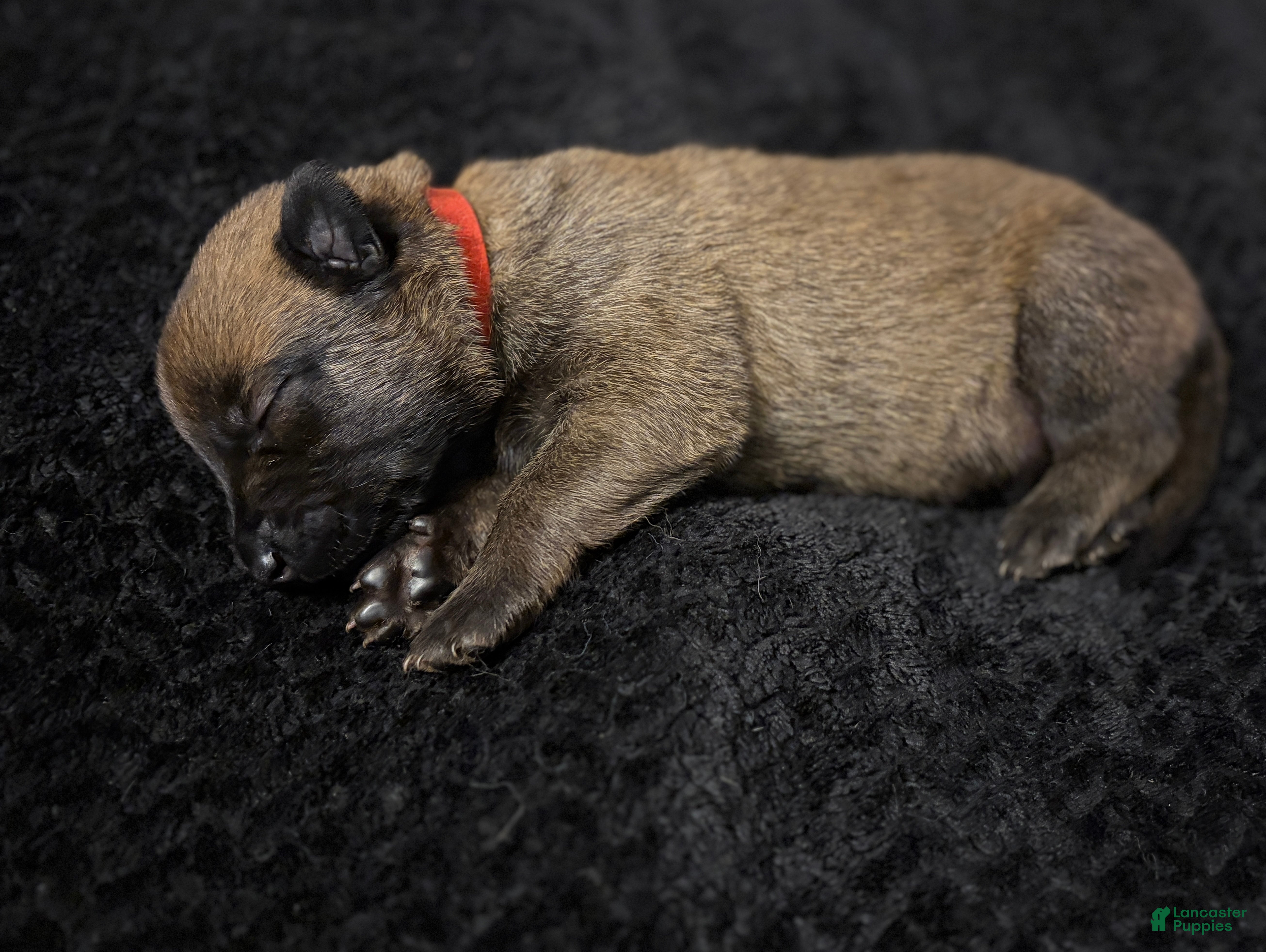 Belgian Malinois dogs Belgian Malinois Puppy 10 - Ad 2