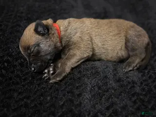 Belgian Malinois dogs Belgian Malinois Puppy 10 - Ad 2