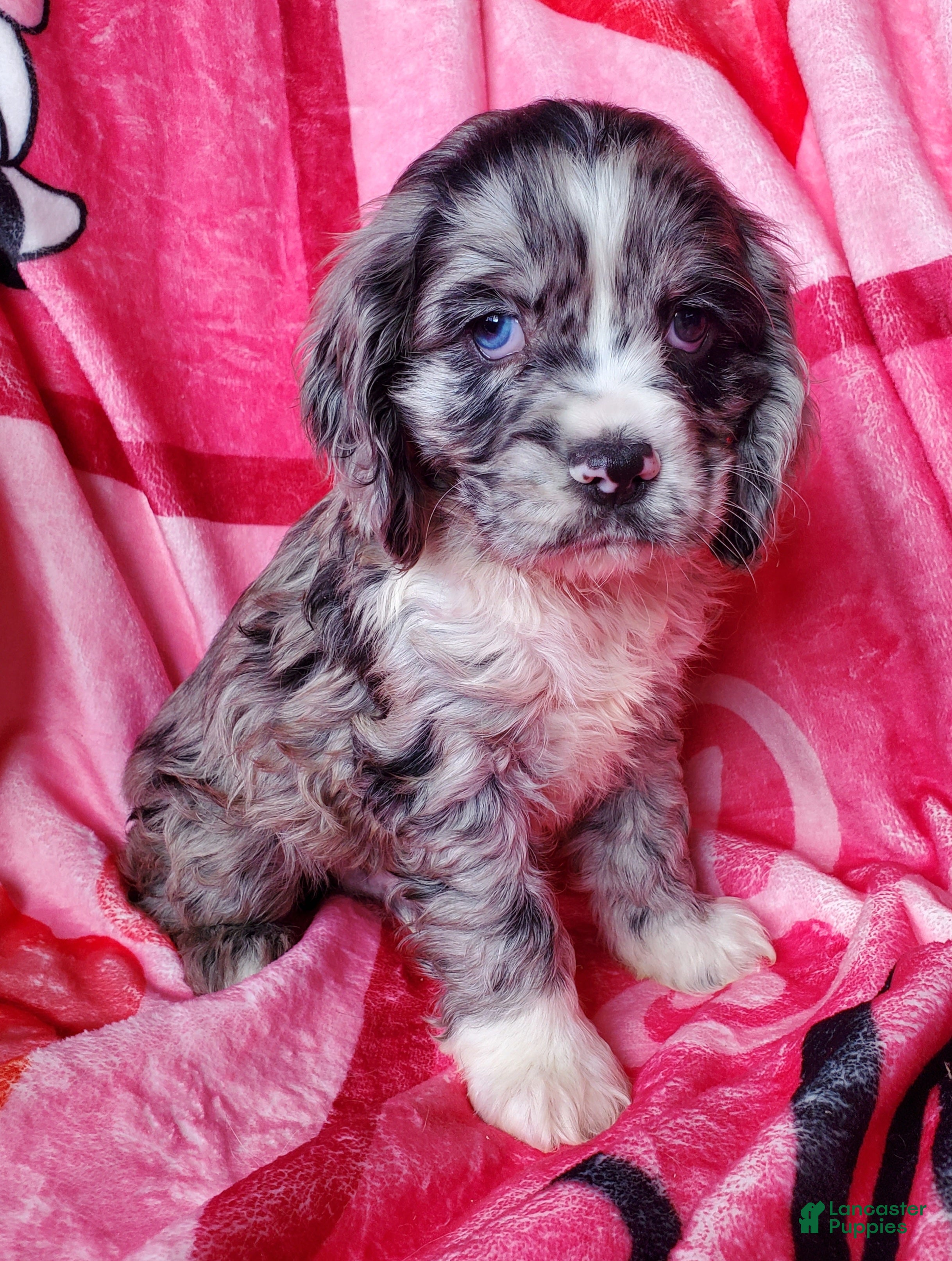 Cocker Spaniel dogs Finn - Ad 10