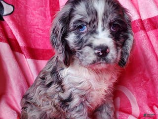 Cocker Spaniel dogs Finn - Ad 13