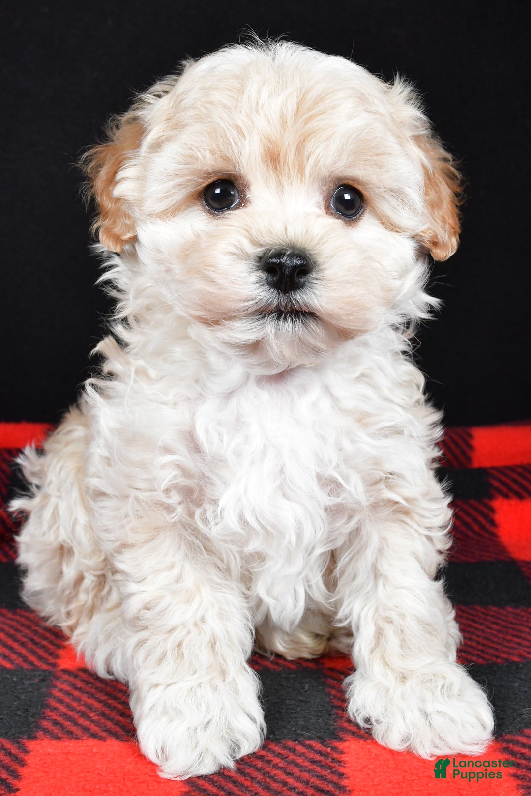 Maltipoo dogs for sale: Frankie - Ad 8