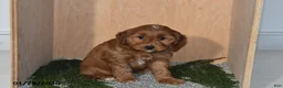 Mini Goldendoodle dogs for sale: Molly - Ad 4