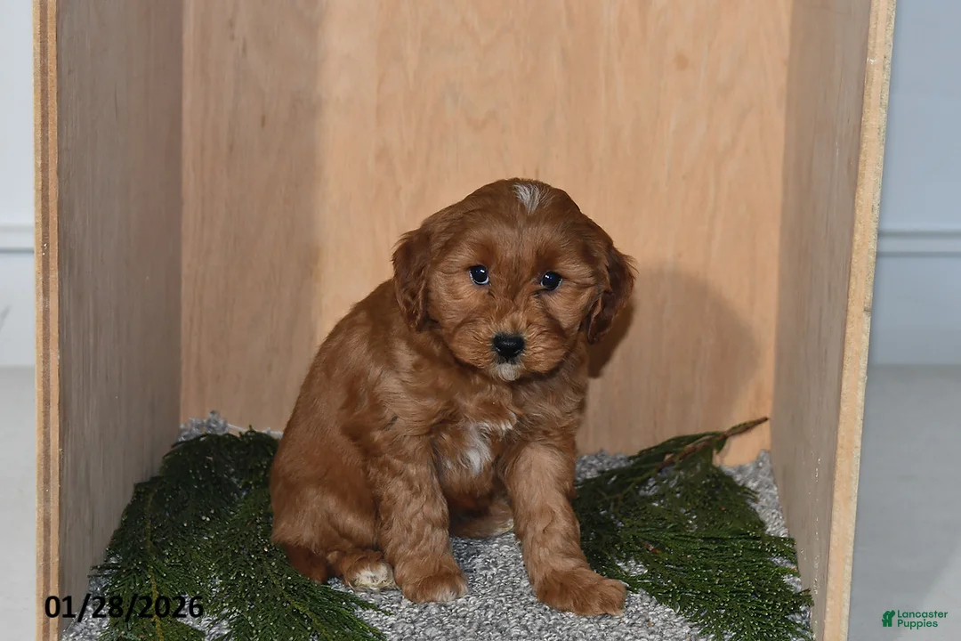 Mini Goldendoodle dogs for sale: Molly - Ad 4
