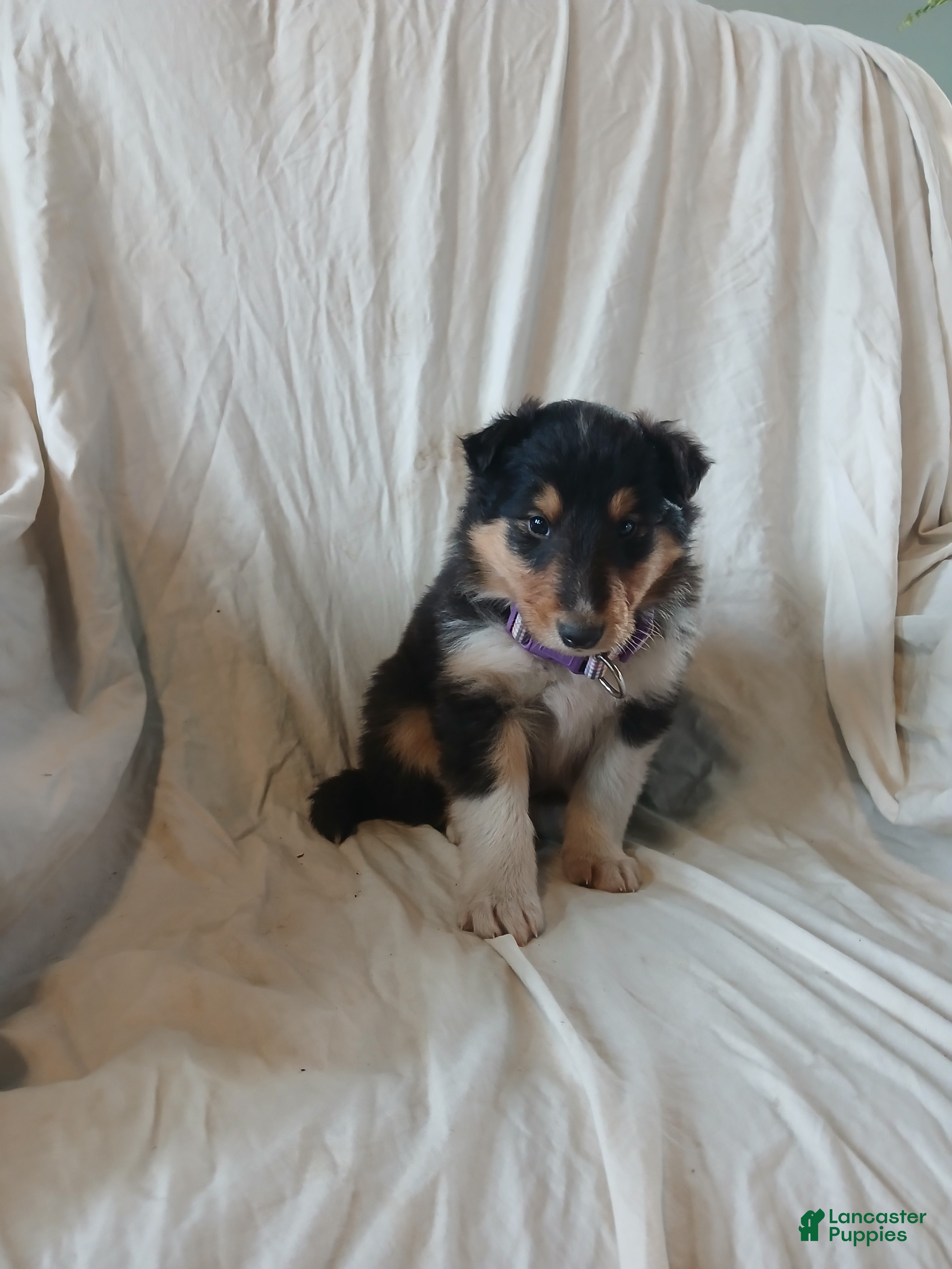 Collie dogs Ranger - Ad 11