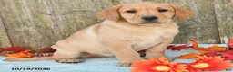 Labrador Retriever dogs for sale: Tabby - Ad 3