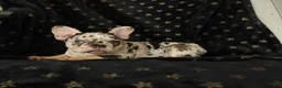 French Bulldog dogs for sale: Diamond  - Ad 5