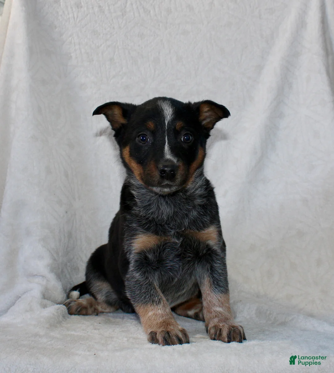Australian Cattle Dog dogs for sale: Lady - Ad 1