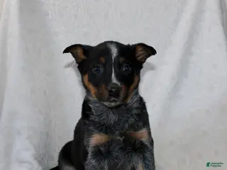 Australian Cattle Dog dogs Lady - Ad 7