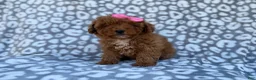 Cavapoo dogs for sale: Scarlett - Ad 6