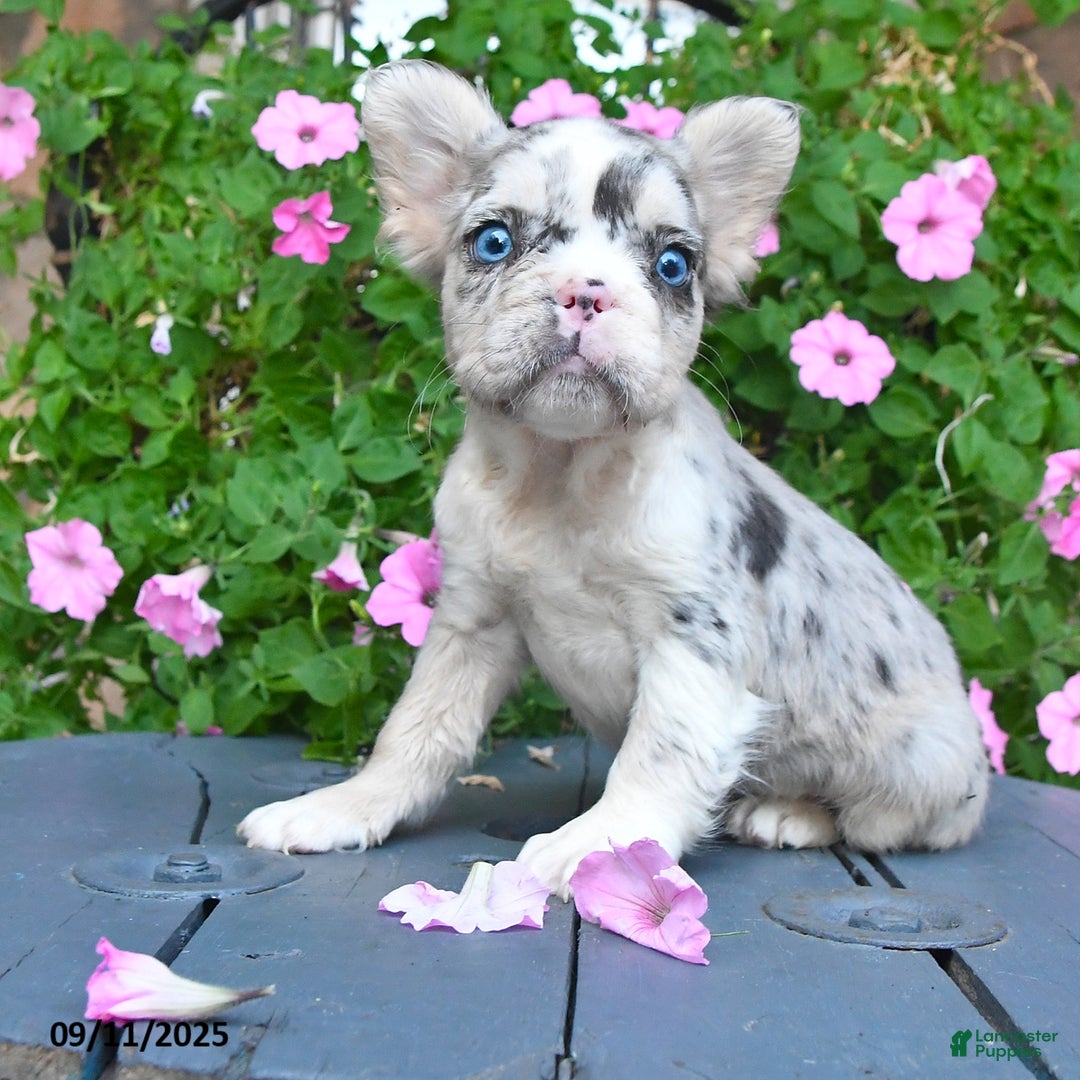 French Bulldog dogs for sale: Fancy - Ad 5