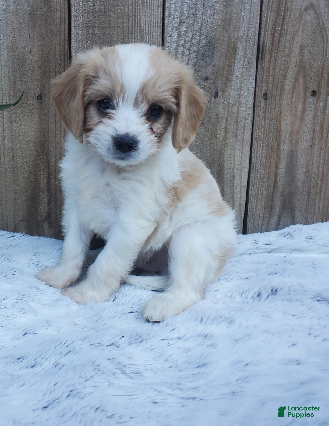 Cavachon dogs for sale: Bugle - Ad 2