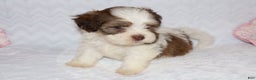 Shihpoo dogs for sale: Ethan - Ad 7