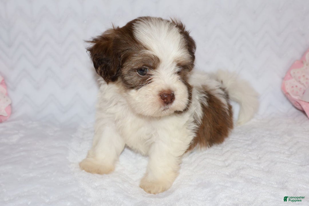 Shihpoo dogs for sale: Ethan - Ad 7