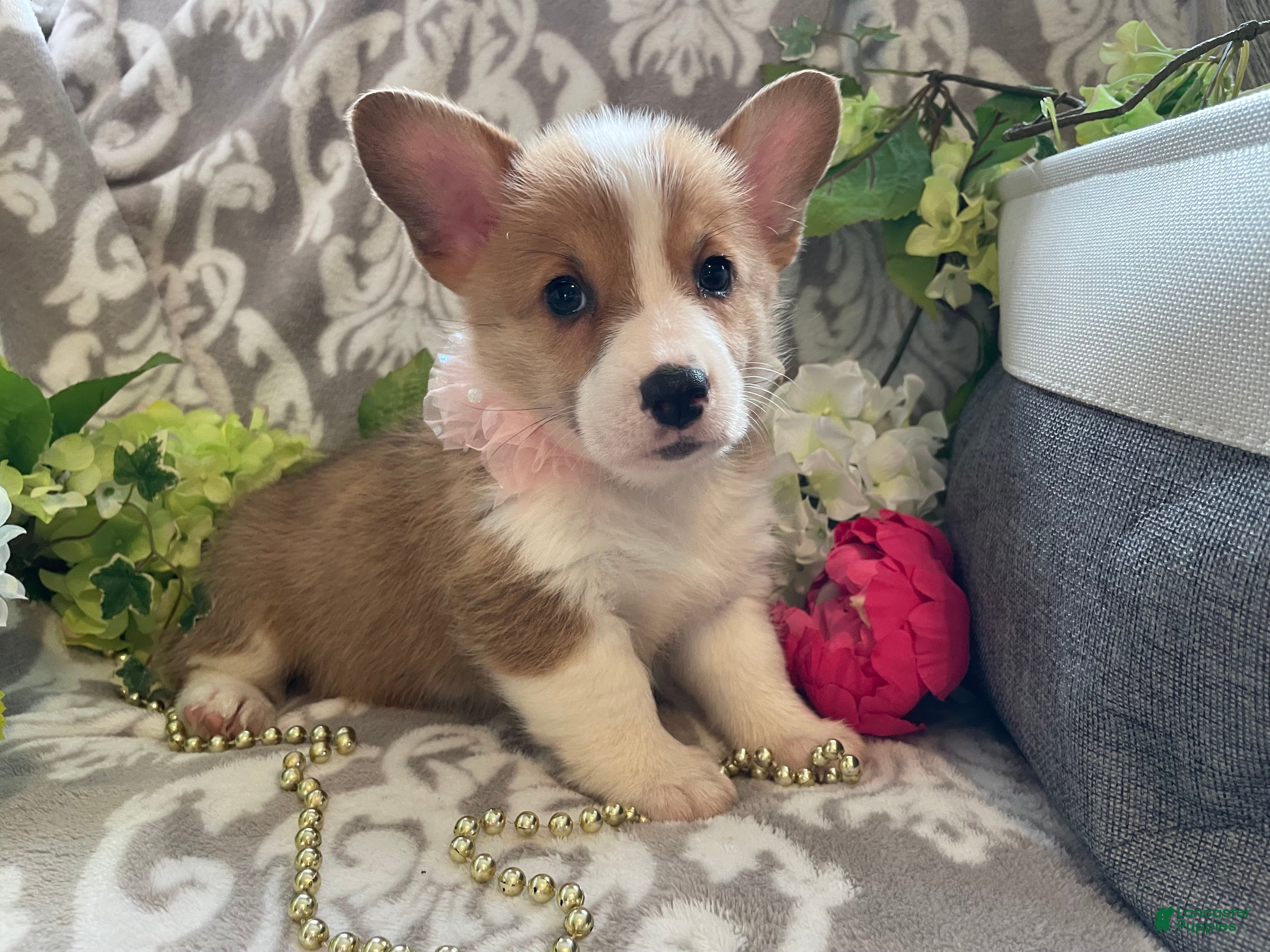 Welsh Corgi Pembroke dogs Mindy - Ad 2