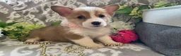 Welsh Corgi Pembroke dogs for sale: Mindy - Ad 2