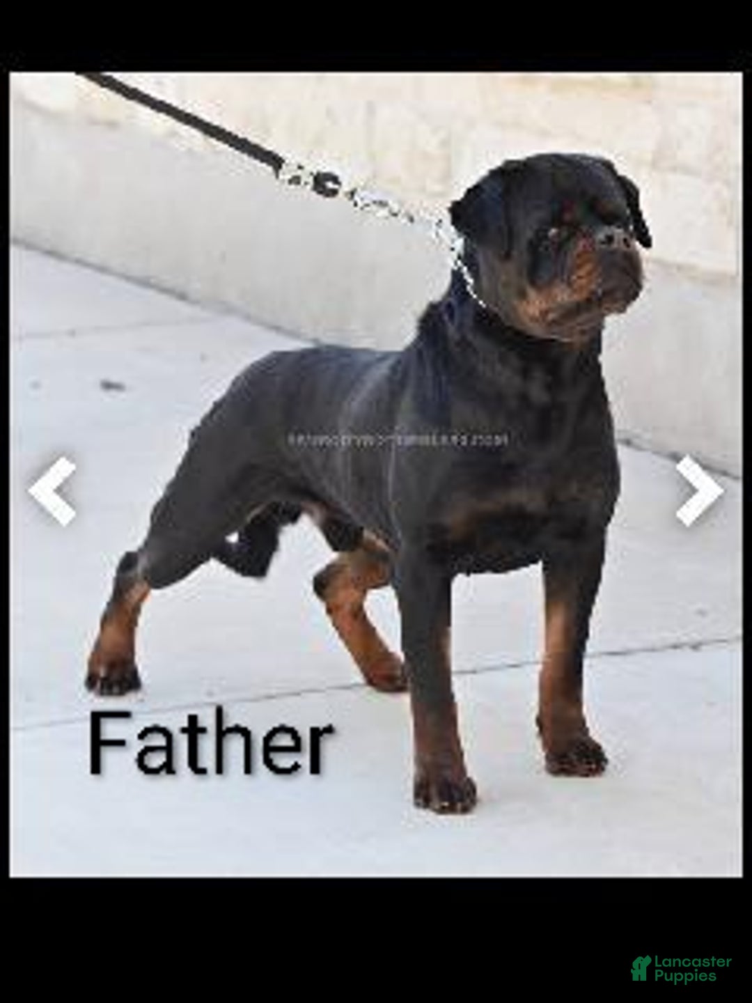 Max for sale in Millersburg Lancaster Puppies