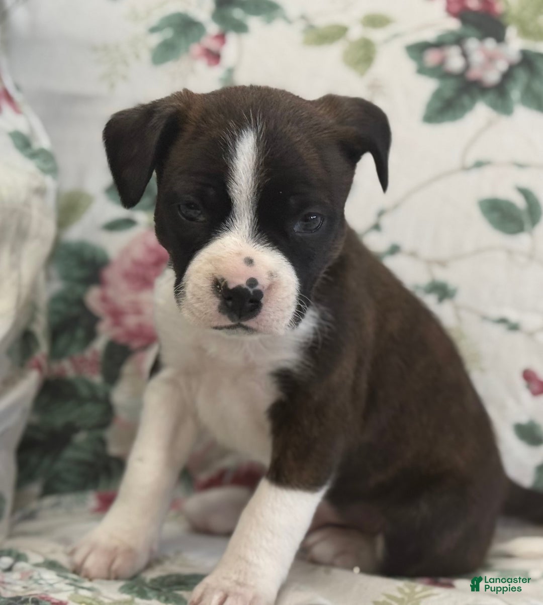 Mixed Breed dogs for sale: Misty - Ad 5