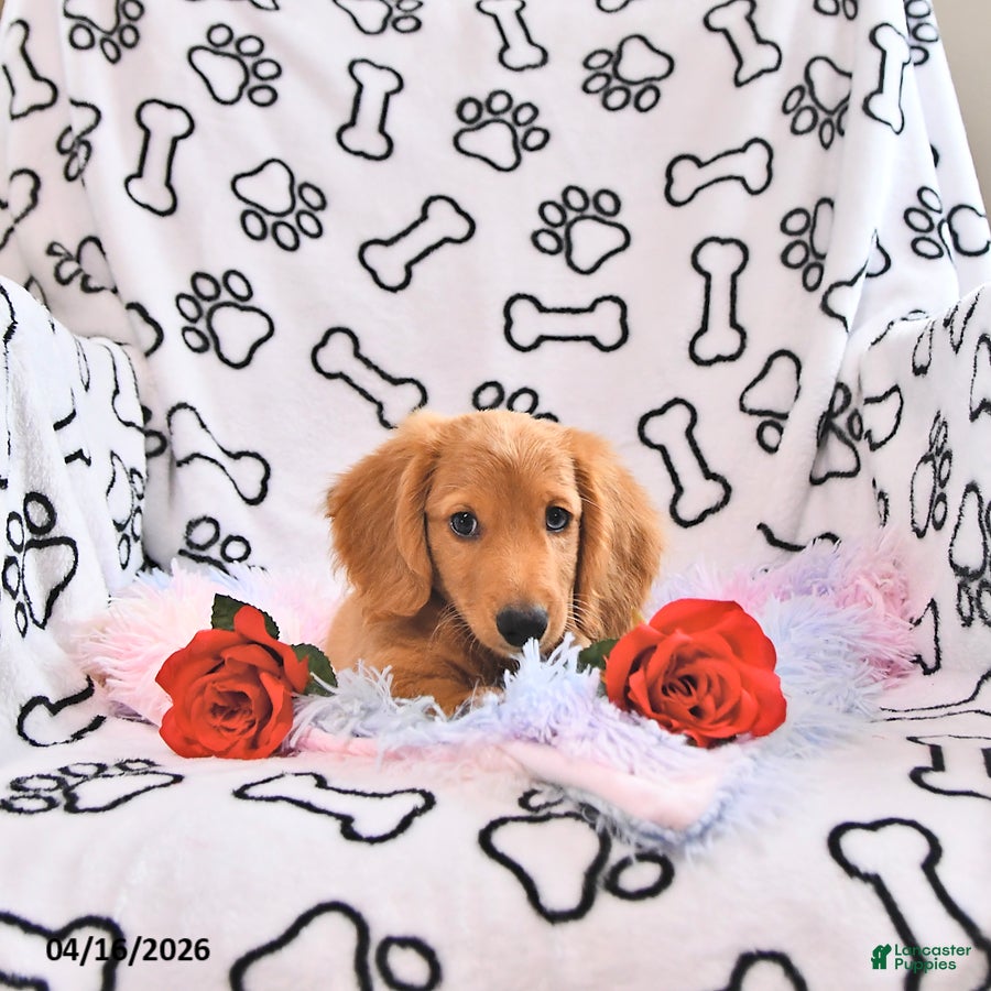 Miniature Dachshund dogs Asher - Ad 2