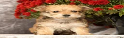 Yochon dogs for sale: Trinity - Ad 2