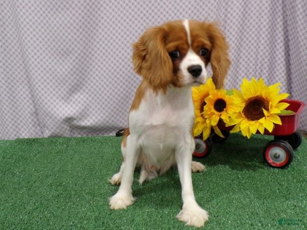 Cavalier King Charles Spaniel dogs Alex - Ad 2