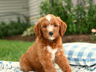 Miniature Labradoodle dogs - Ad 21