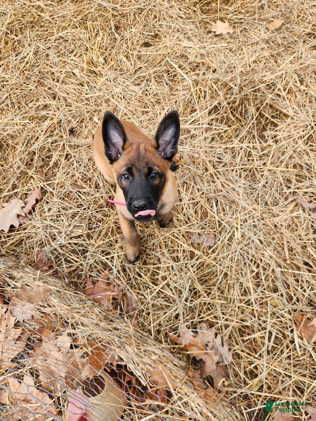 Belgian Malinois dogs for sale: Light Green (Magenta) - Ad 10