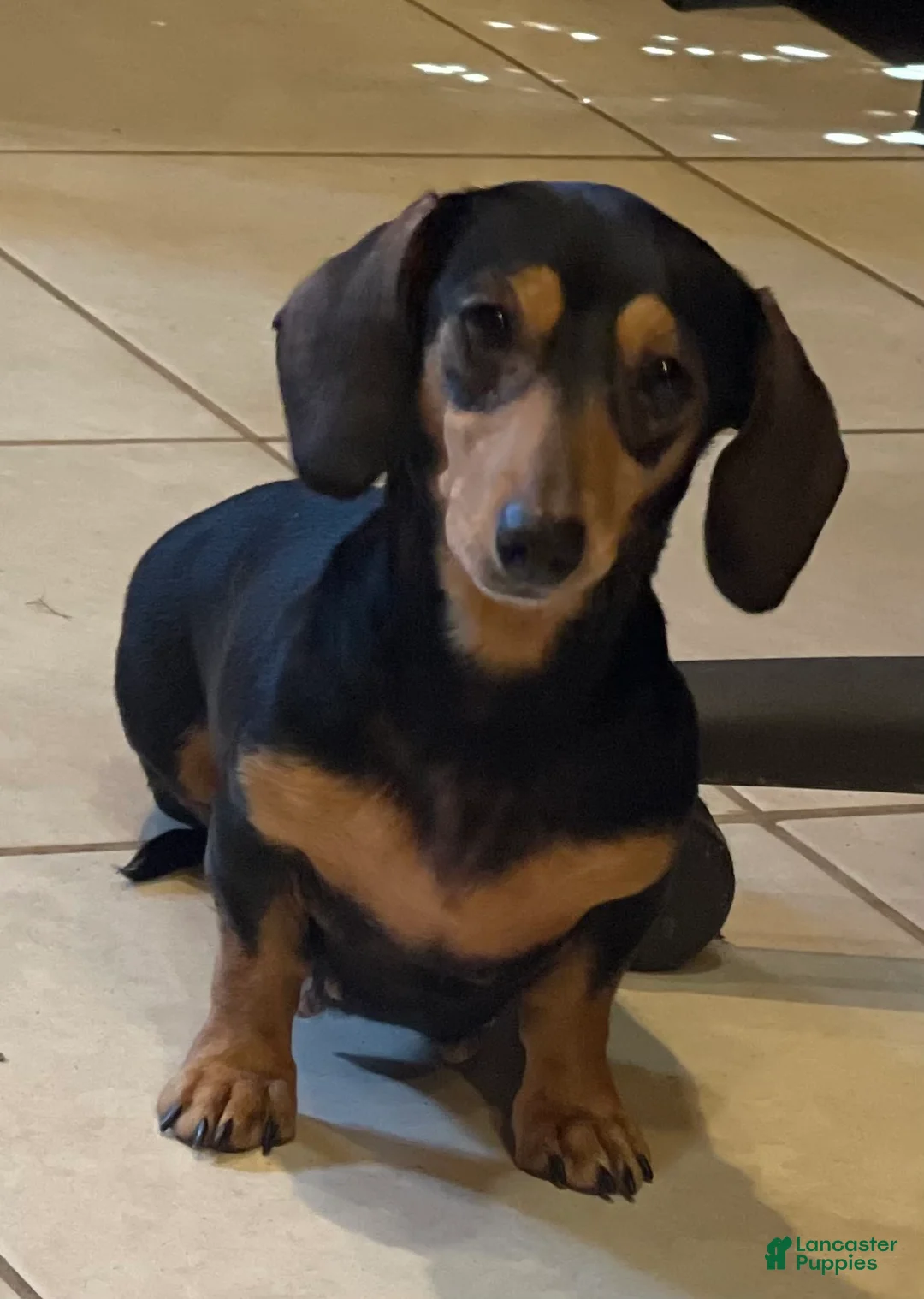 Miniature Dachshund dogs for sale: AKC Vinnie LH Parents DNA Clear & CHIC choc carrier  - Ad 15