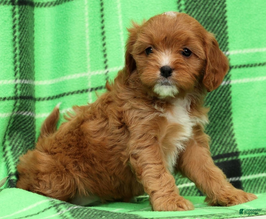 Cavapoo dogs for sale: Angel - Ad 3