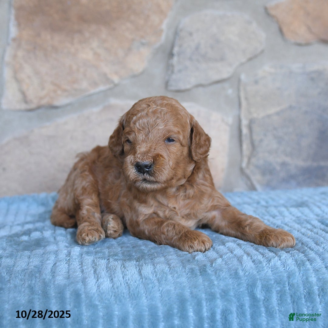 Mini Goldendoodle dogs for sale: Jersey - Ad 8