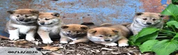 Shiba Inu dogs for sale: Nick  - Ad 5