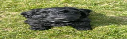 Labradoodle dogs for sale: Shadow - Ad 15