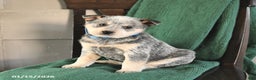Australian Cattle Dog dogs for sale: Moonlight - Ad 3