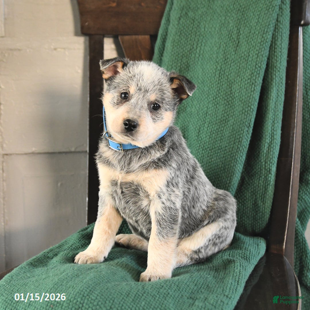 Australian Cattle Dog dogs for sale: Moonlight - Ad 3