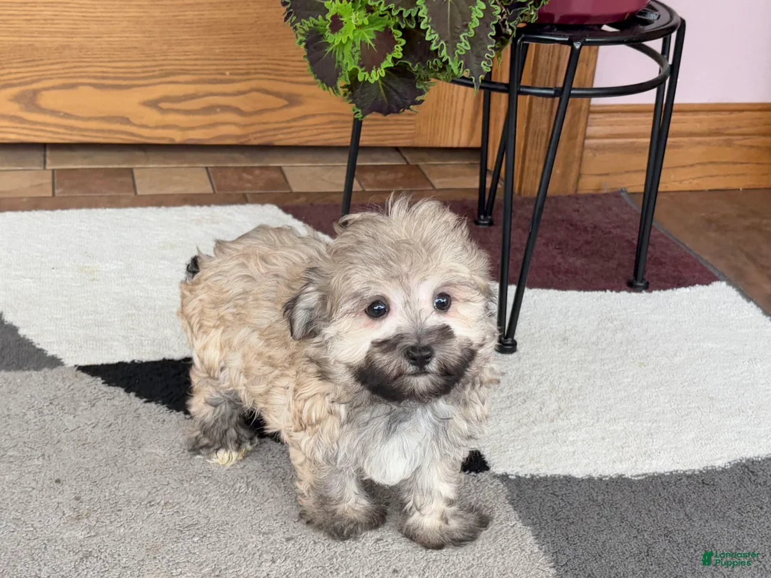 Mixed Breed dogs for sale: Waylon - Ad 2