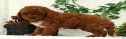 Cavapoo dogs for sale: Logan - Ad 8